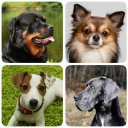 Herunterladen  Hunderassen - Quiz über Hunde!
