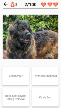 Hunderassen - Quiz über Hunde!