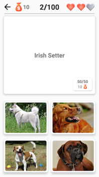 Hunderassen - Quiz über Hunde!