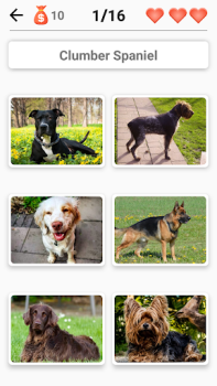 Hunderassen - Quiz über Hunde!