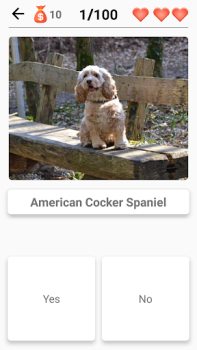 Hunderassen - Quiz über Hunde!