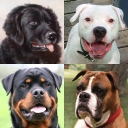 Herunterladen  Hunde - Raten Sie alle Rassen!