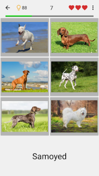 Hunde - Raten Sie alle Rassen!