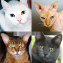 Herunterladen  Katzen: Quiz über Katzenrassen