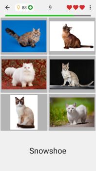 Katzen: Quiz über Katzenrassen