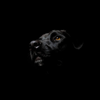 Herunterladen Black Live Wallpaper Personalisierung für Android Bildschirmfoto 2
