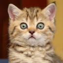 Herunterladen  Cat sounds - play with cats