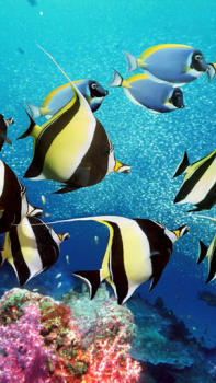 Herunterladen Aquarium Live Wallpaper Personalisierung für Android Bildschirmfoto 2
