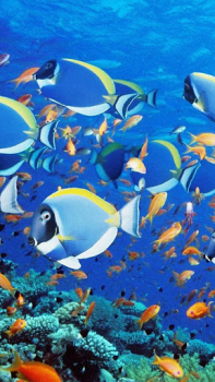 Herunterladen Aquarium Live Wallpaper Personalisierung für Android Bildschirmfoto 5