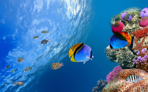Herunterladen Aquarium Live Wallpaper Personalisierung für Android Bildschirmfoto 6