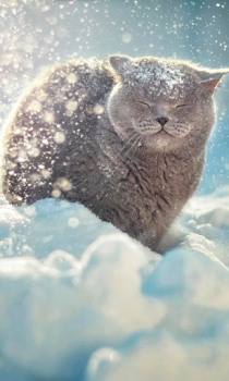 Herunterladen Falling Snow Live Wallpaper (live background) Personalisierung für Android Bildschirmfoto 3