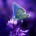 Herunterladen  Butterflies Live Wallpaper