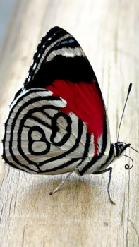 Herunterladen Butterflies Live Wallpaper Personalisierung für Android Bildschirmfoto 2