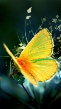 Herunterladen Butterflies Live Wallpaper Personalisierung für Android Bildschirmfoto 3