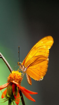 Herunterladen Butterflies Live Wallpaper Personalisierung für Android Bildschirmfoto 4