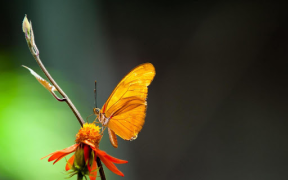 Herunterladen Butterflies Live Wallpaper Personalisierung für Android Bildschirmfoto 7
