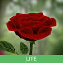 Herunterladen  Die Rose 3D (Lite)