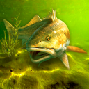 Herunterladen  My Fishing World