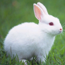 Herunterladen  Sprechendes Kaninchen