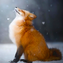 Herunterladen  Fox spricht